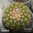 Notocactus 510/2070