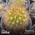 Neoporteria coimasensis KK55