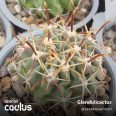 Glandulicactus