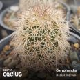 Coryphantha pseudoechinus PAR 92