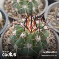 Melocactus 455/32