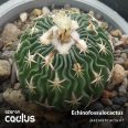 Echinofossulocactus phyllacanthus CH 247