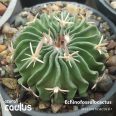 Echinofossulocactus pentacanthus CH 617