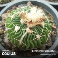 Echinofossulocactus 270.520