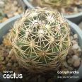 Coryphantha Pectinatus