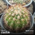 Melocactus broadwai