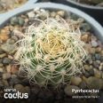 Pyrrhocactus