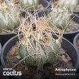 Astrophytum senile v. aureum RS580