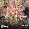 Ferocactus acanthodes eastwoodiae BKLM 1008