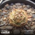 Coryphantha delaetiana RS1074