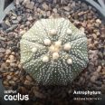 Astrophytum Asterias F Laui