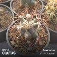 Ferocactus 325.682