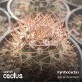 Pyrrhocactus 590.75