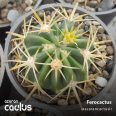 Ferocactus latispinus flavispinus GM 348 El Tepozan, Hgo